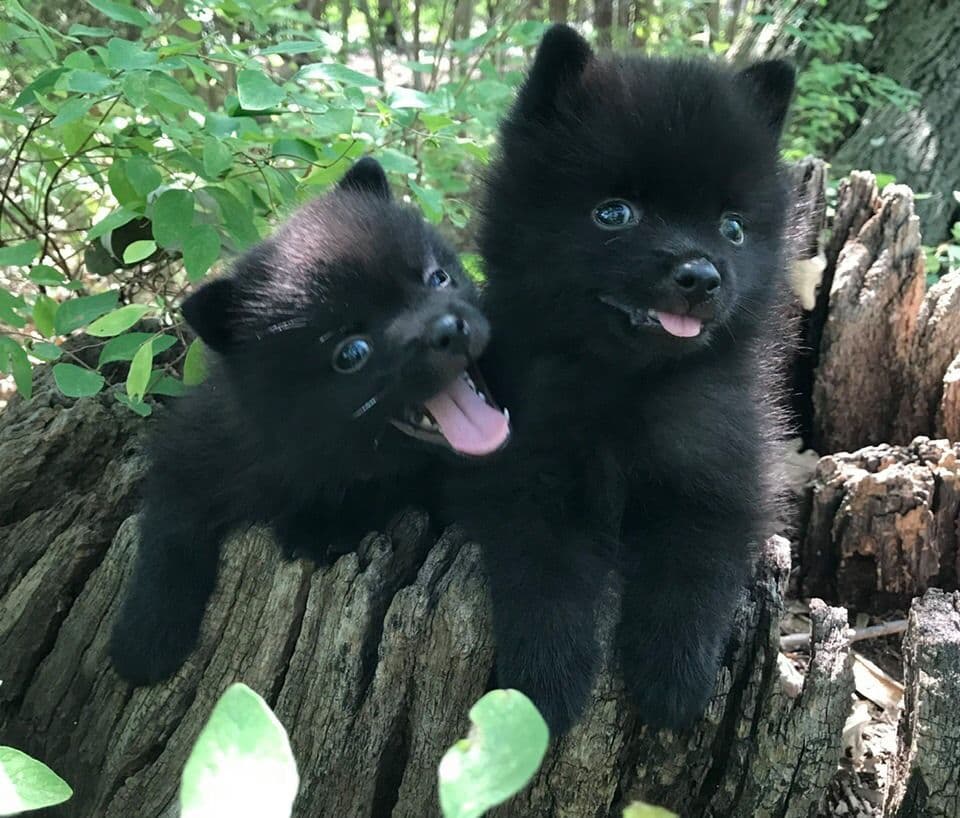 Born on St Patricks Day Schip Puppies CH sired, Mama is beautiful! breeder image 1