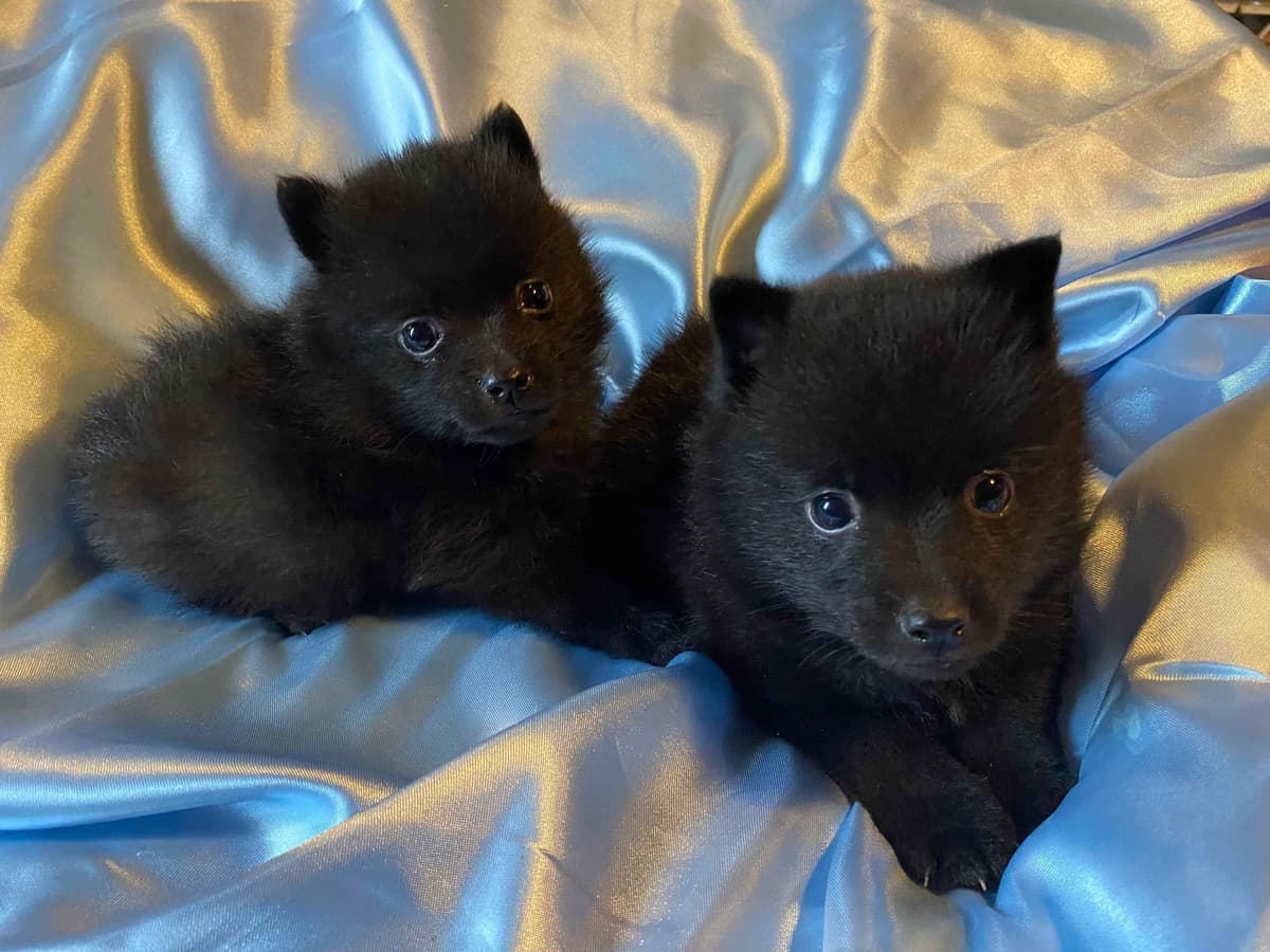 Born on St Patricks Day Schip Puppies CH sired, Mama is beautiful! breeder image 3