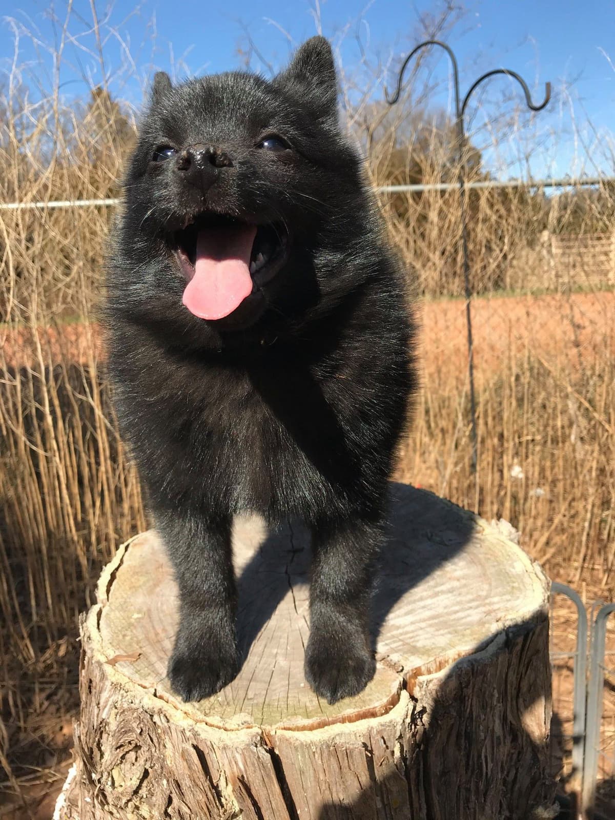 Born on St Patricks Day Schip Puppies CH sired, Mama is beautiful! breeder image 4