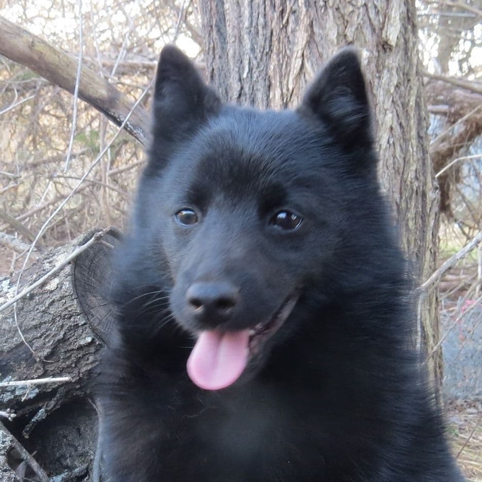 Born on St Patricks Day Schip Puppies CH sired, Mama is beautiful! breeder image 6