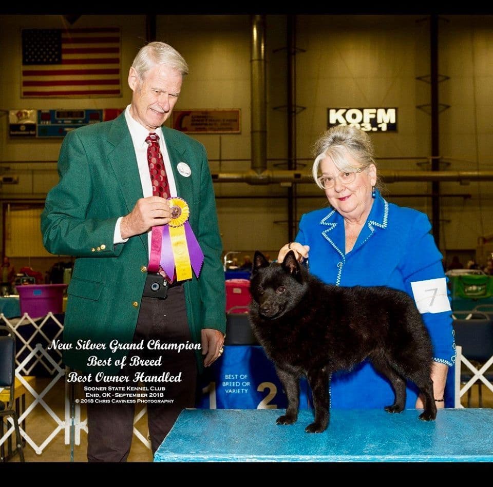 Born on St Patricks Day Schip Puppies CH sired, Mama is beautiful! breeder image 12