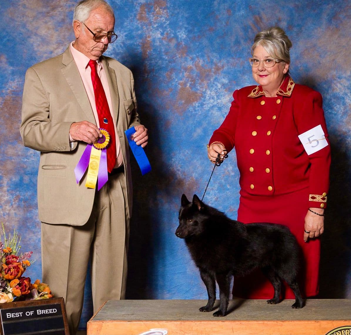 Born on St Patricks Day Schip Puppies CH sired, Mama is beautiful! breeder image 13
