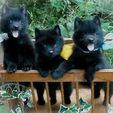 Born on St Patricks Day Schip Puppies CH sired, Mama is beautiful! breeder image 18