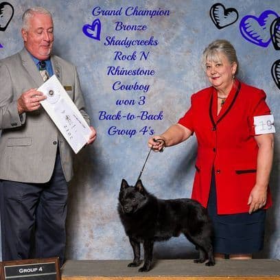 Born on St Patricks Day Schip Puppies CH sired, Mama is beautiful! breeder image 19