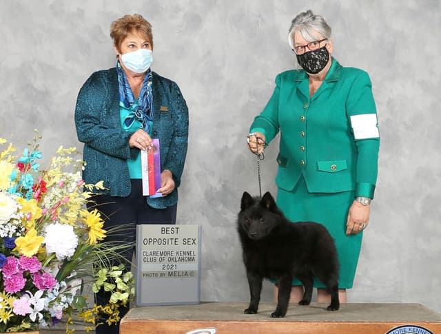 Born on St Patricks Day Schip Puppies CH sired, Mama is beautiful! media 3