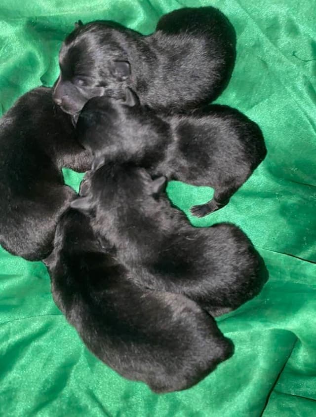 Born on St Patricks Day Schip Puppies CH sired, Mama is beautiful! media 5