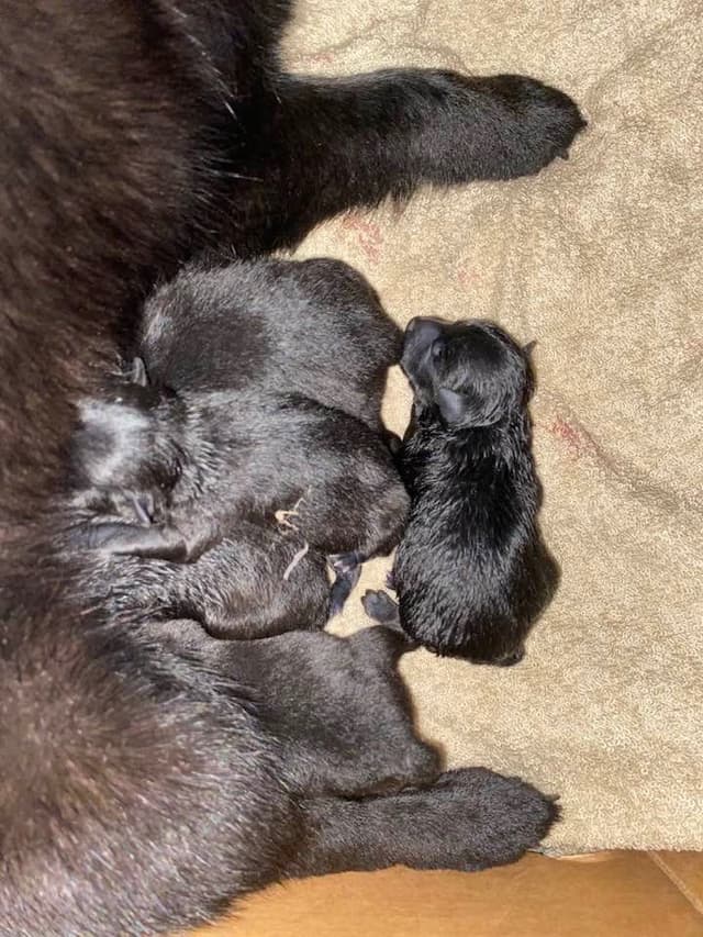 Born on St Patricks Day Schip Puppies CH sired, Mama is beautiful! media 7