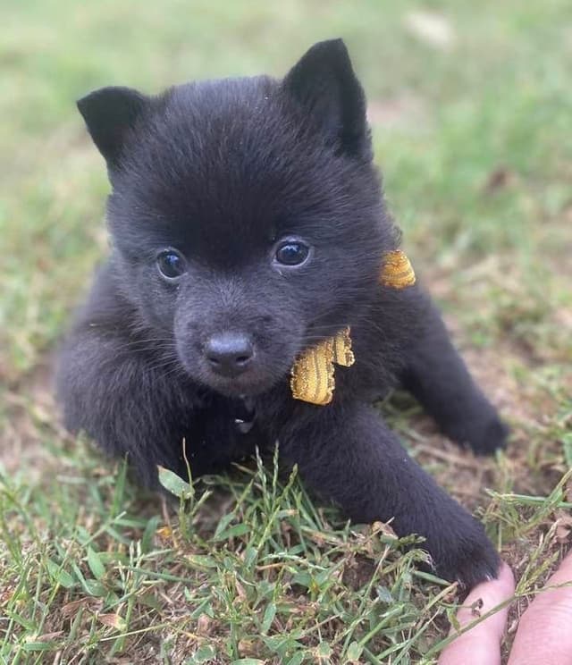 Born on St Patricks Day Schip Puppies CH sired, Mama is beautiful! media 9