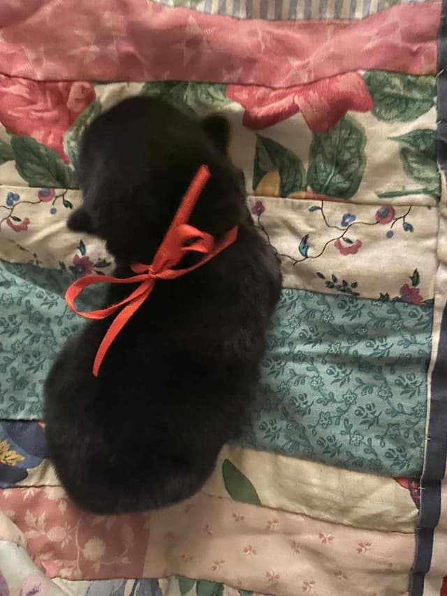 Born on St Patricks Day Schip Puppies CH sired, Mama is beautiful! media 10