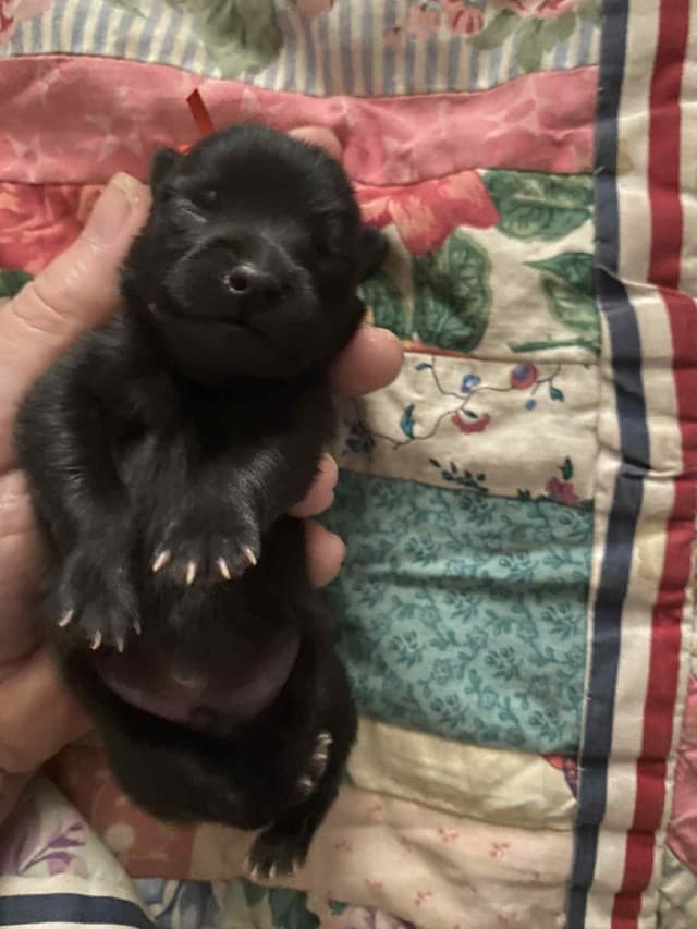 Born on St Patricks Day Schip Puppies CH sired, Mama is beautiful! media 11