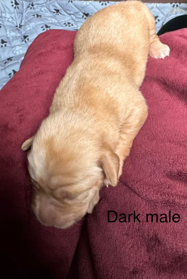 Labrador Retriever Puppies media 3