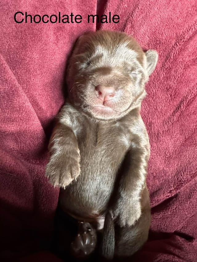 Labrador Retriever Puppies media 5