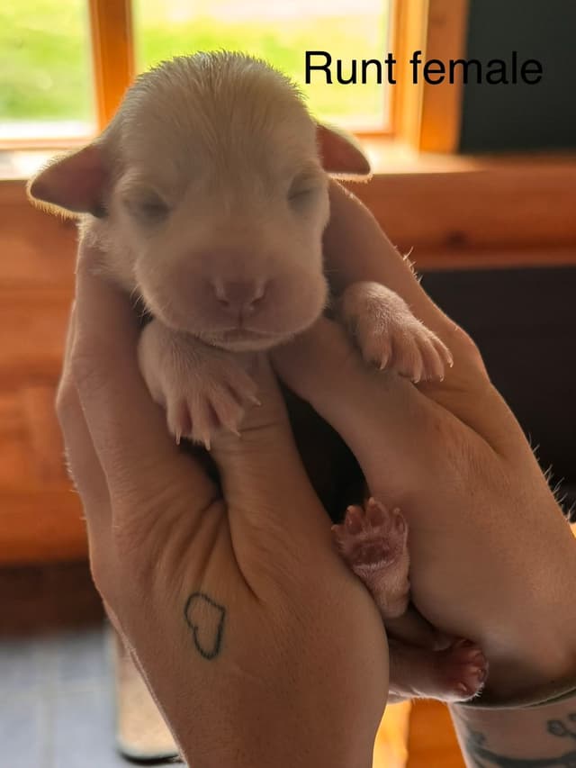 Labrador Retriever Puppies media 4