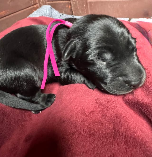 Labrador Retriever Puppies media 9