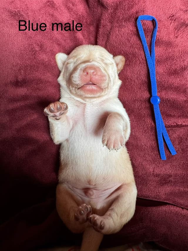 Labrador Retriever Puppies media 10