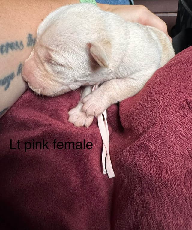 Labrador Retriever Puppies media 6