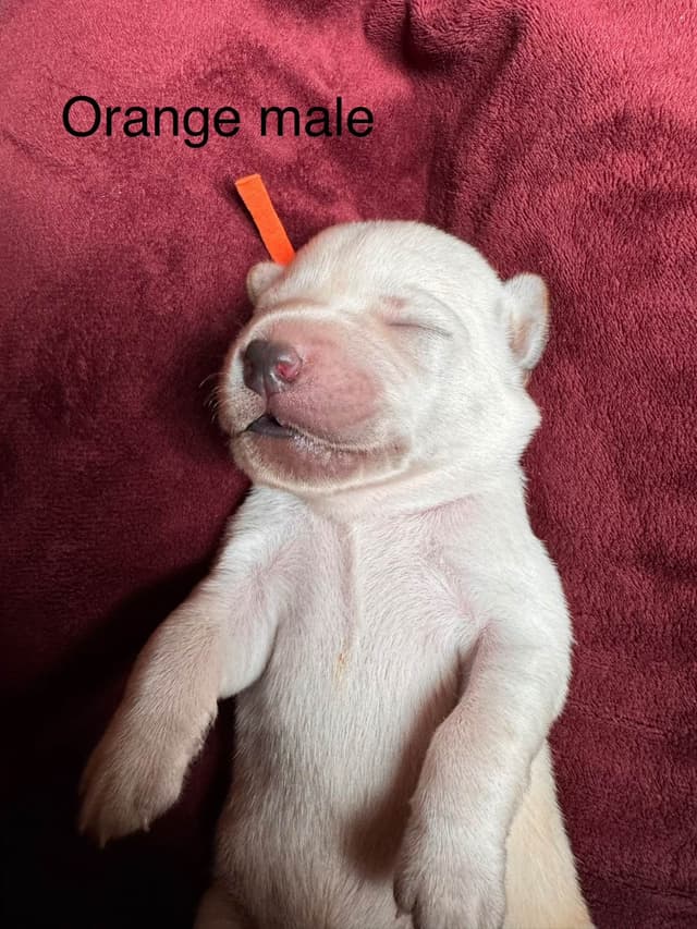 Labrador Retriever Puppies media 8