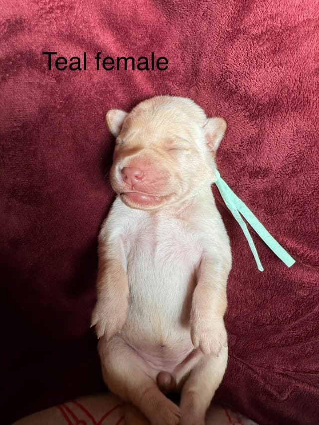 Labrador Retriever Puppies media 7