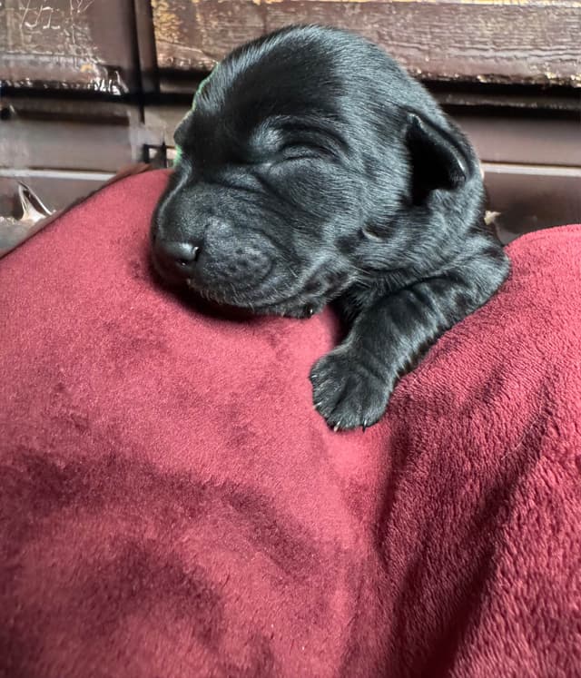 Labrador Retriever Puppies media 12