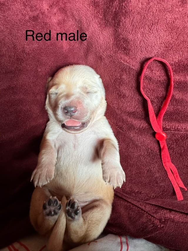 Labrador Retriever Puppies media 11