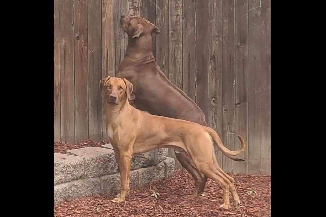 Rhodesian Ridgeback Liver Nose Puppies breeder image 4
