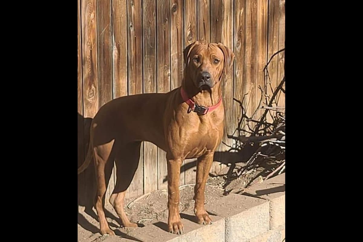 Rhodesian Ridgeback Liver Nose Puppies breeder image 5