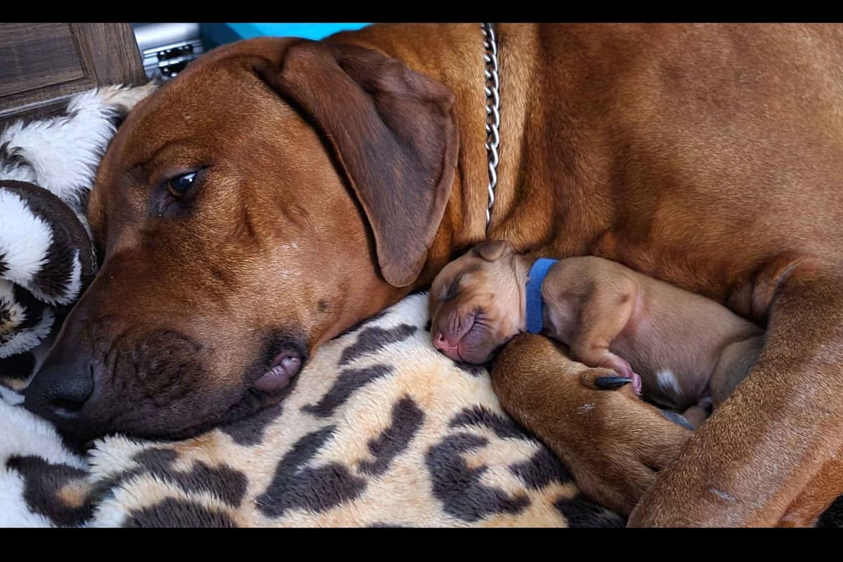 Rhodesian Ridgeback Liver Nose Puppies breeder image 6