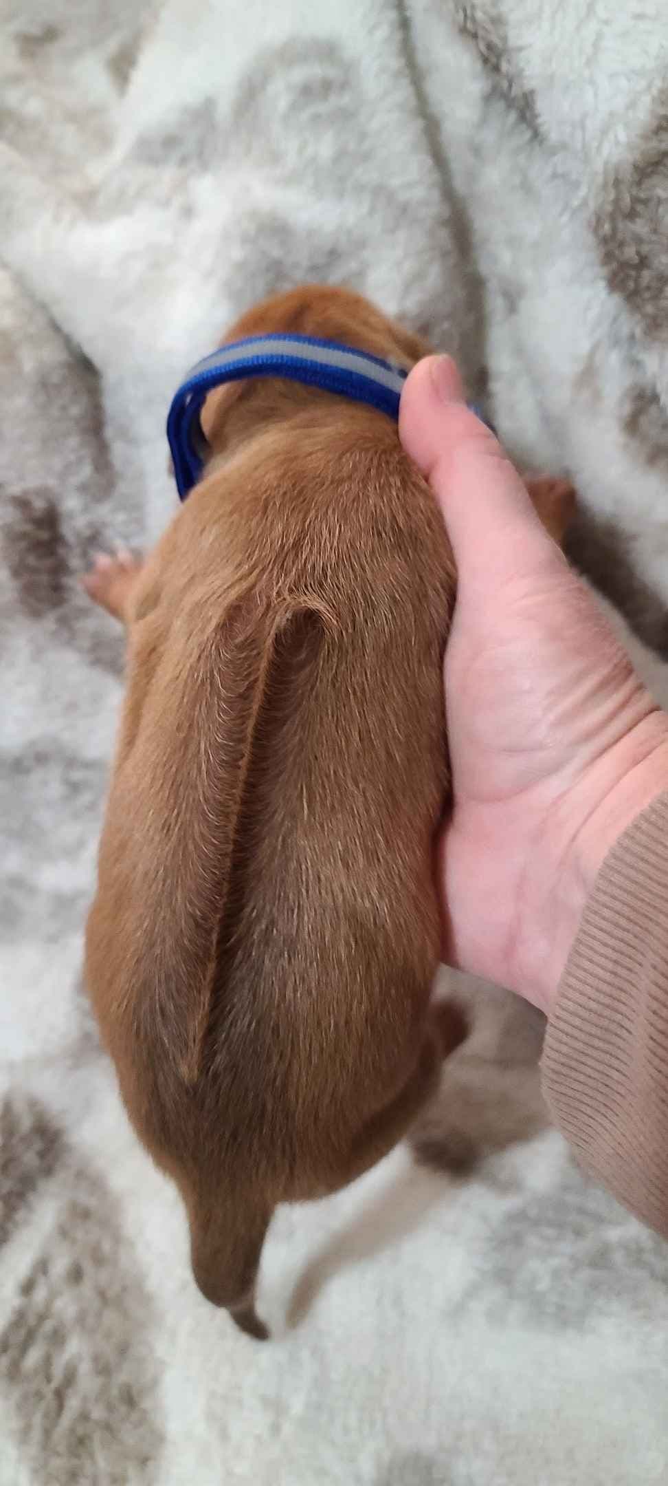Rhodesian Ridgeback Liver Nose Puppies breeder image 7