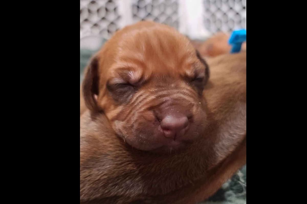 Rhodesian Ridgeback Liver Nose Puppies breeder image 8
