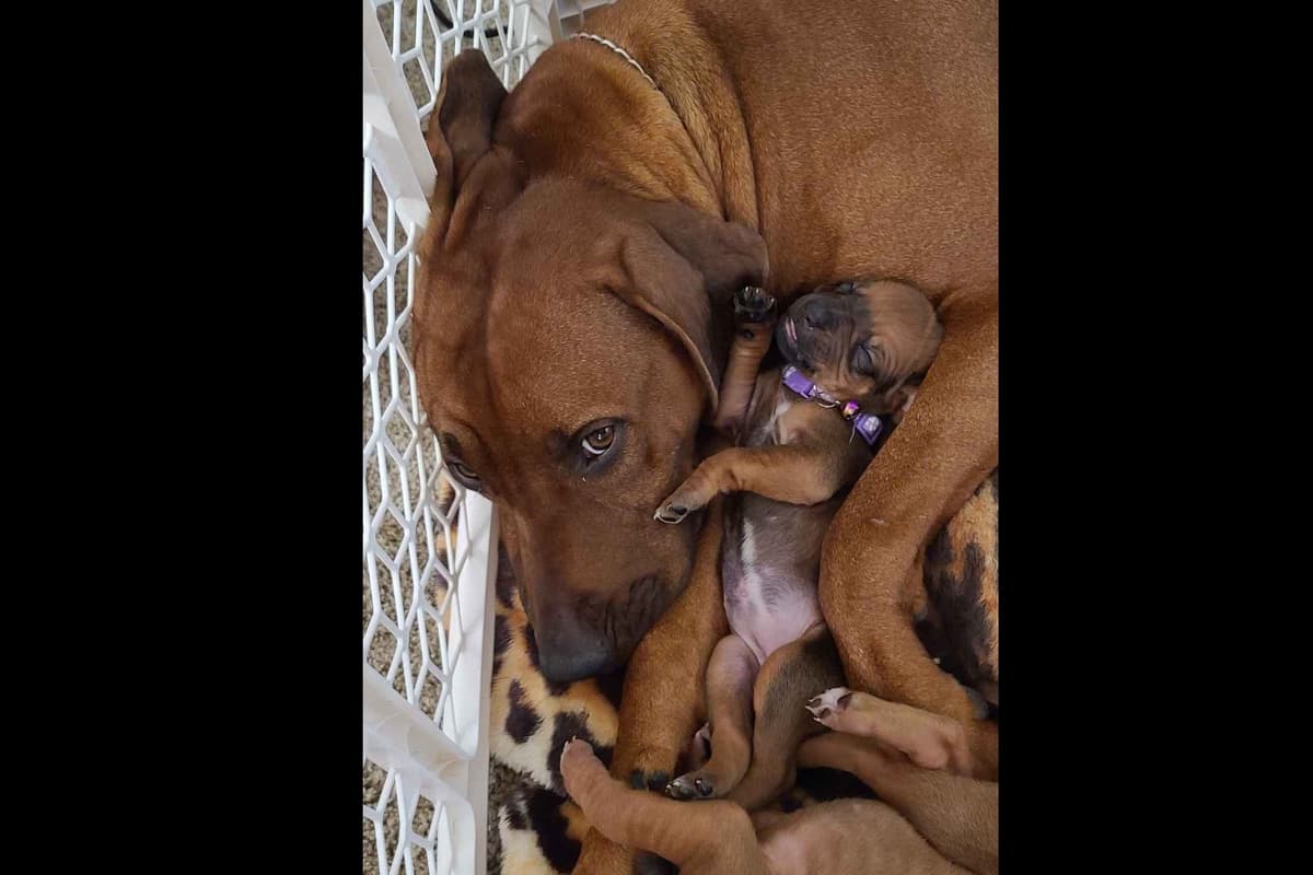 Rhodesian Ridgeback Liver Nose Puppies breeder image 9