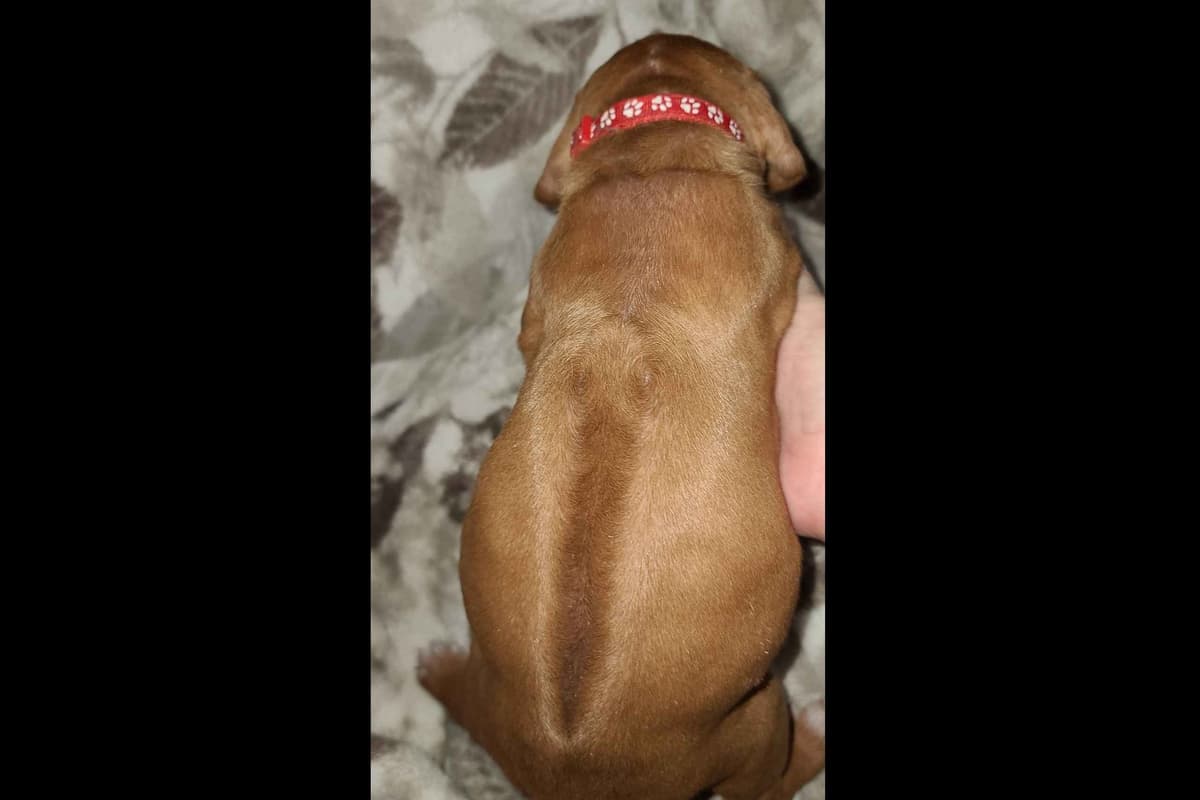 Rhodesian Ridgeback Liver Nose Puppies breeder image 10