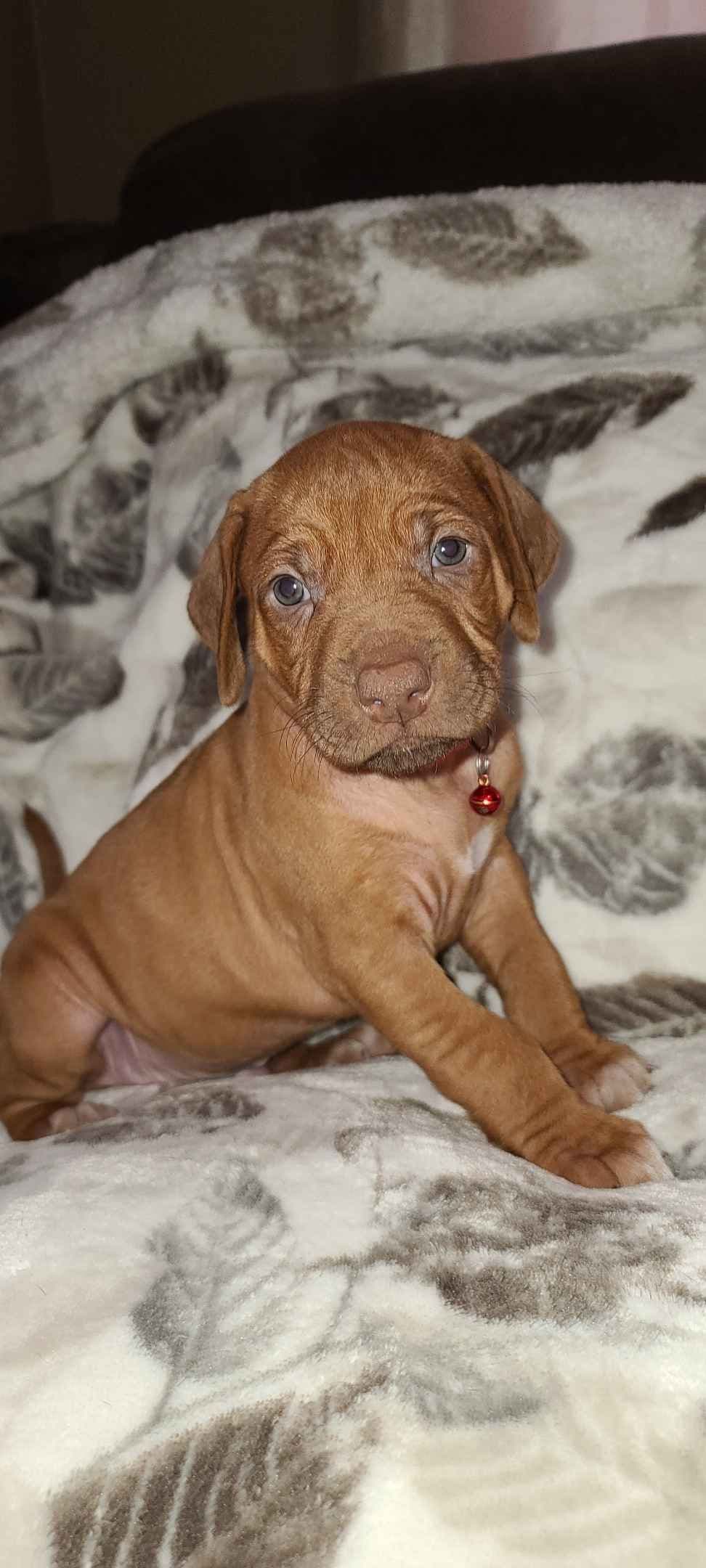Rhodesian Ridgeback Liver Nose Puppies breeder image 11