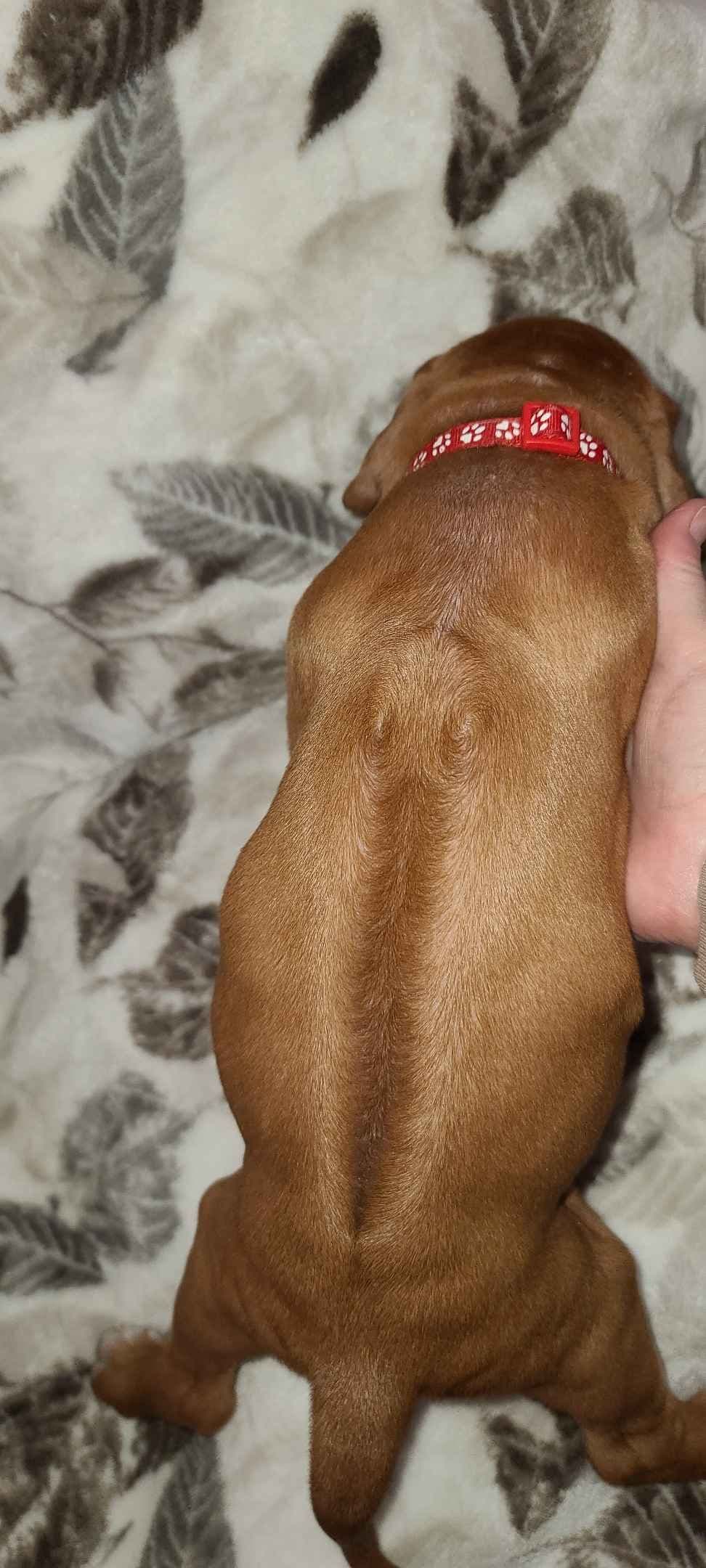 Rhodesian Ridgeback Liver Nose Puppies breeder image 12