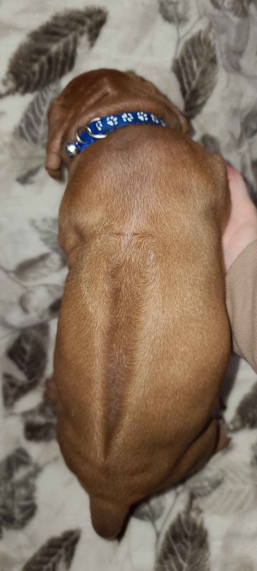 Rhodesian Ridgeback Liver Nose Puppies breeder image 13