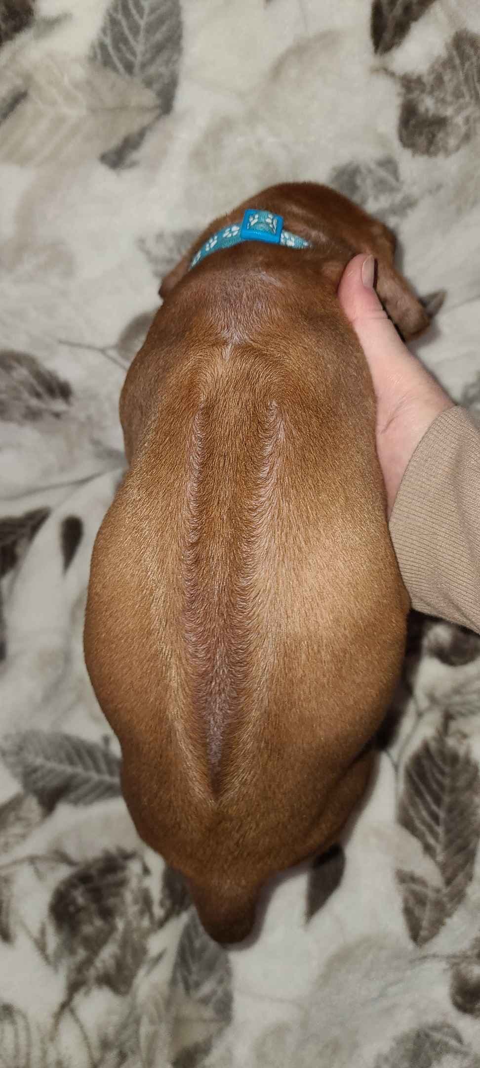Rhodesian Ridgeback Liver Nose Puppies breeder image 15