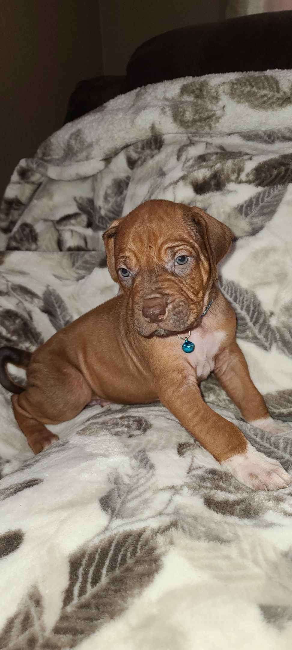Rhodesian Ridgeback Liver Nose Puppies breeder image 14