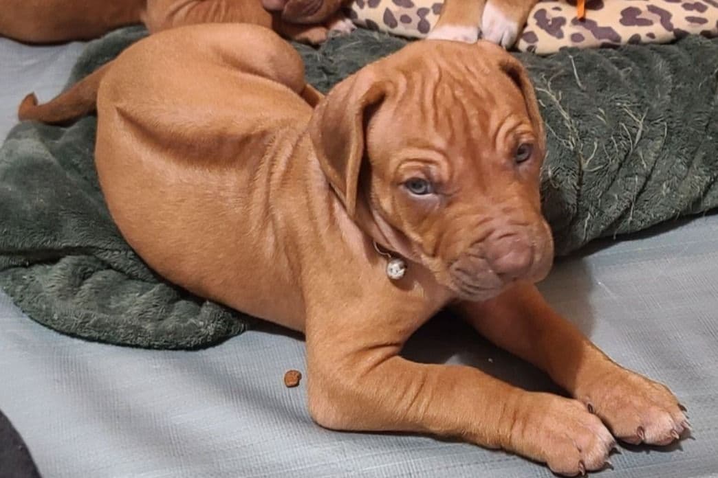 Rhodesian Ridgeback Liver Nose Puppies breeder image 3