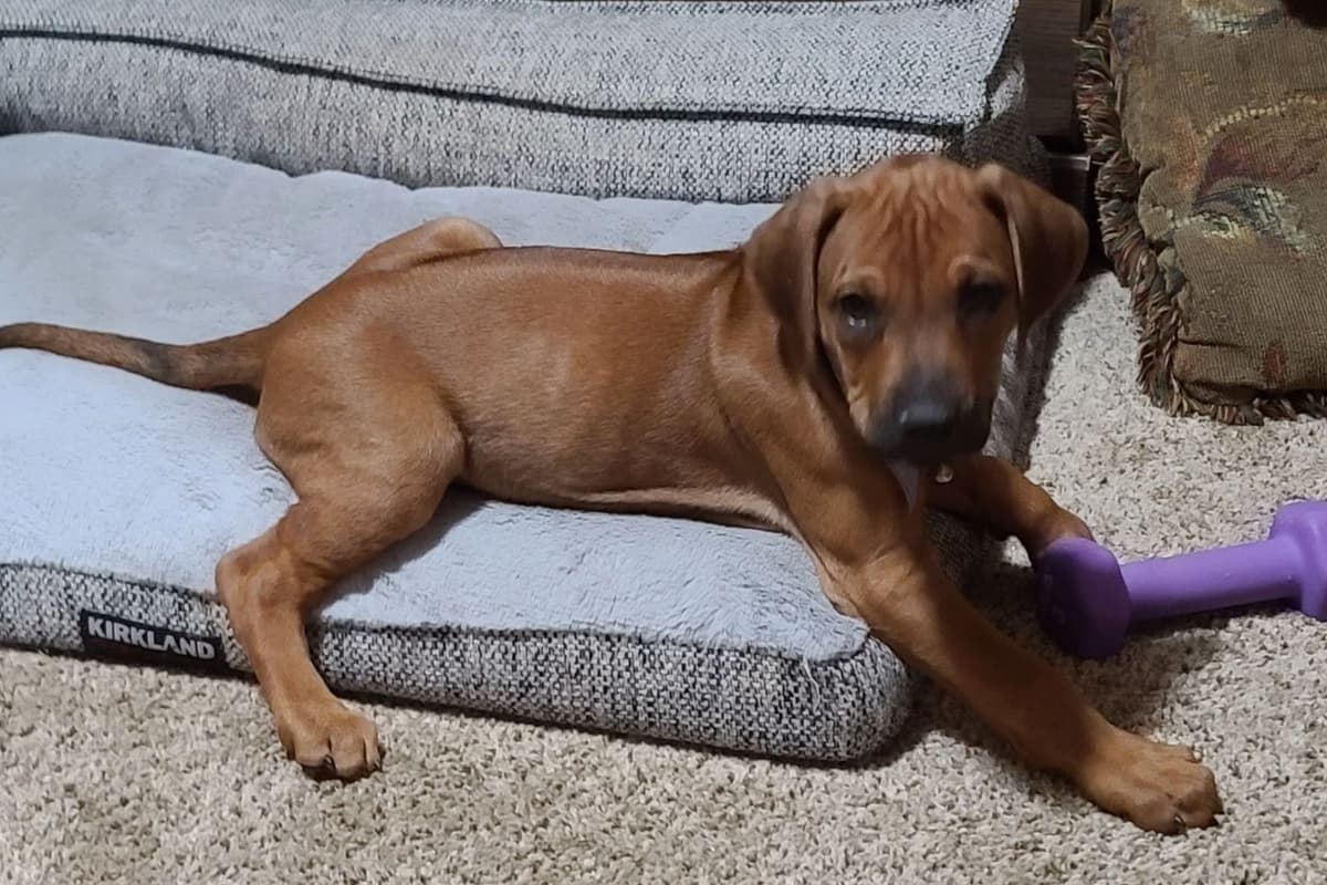 Rhodesian Ridgeback Liver Nose Puppies breeder image 1