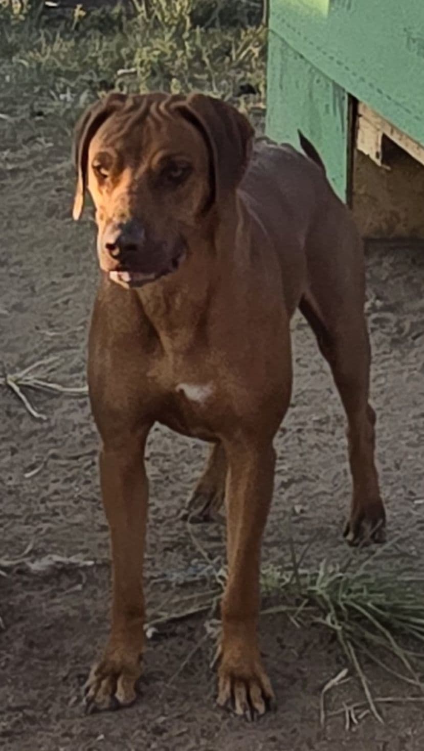 Rhodesian Ridgeback Liver Nose Puppies breeder image 17
