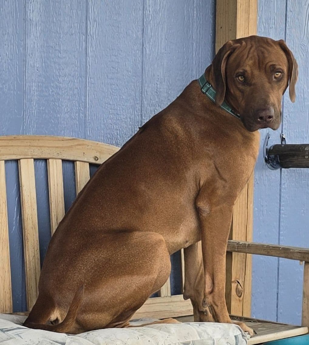 Rhodesian Ridgeback Liver Nose Puppies breeder image 18