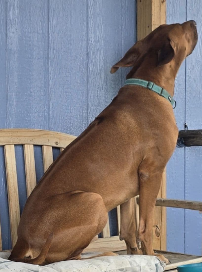 Rhodesian Ridgeback Liver Nose Puppies breeder image 19
