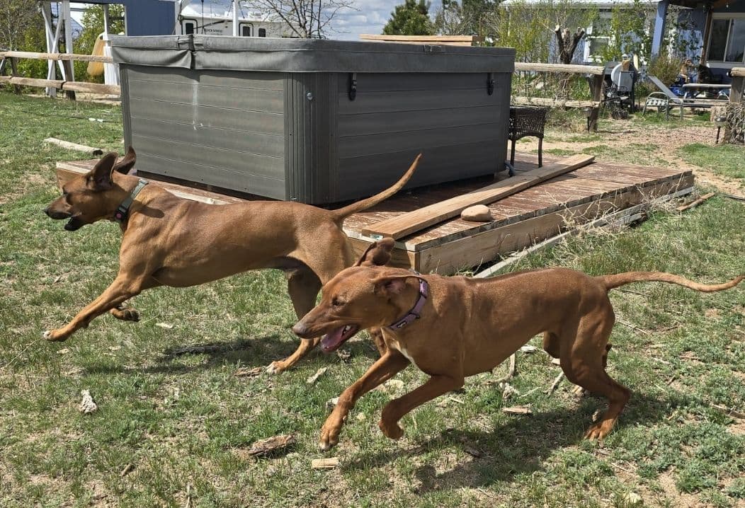 Rhodesian Ridgeback Liver Nose Puppies breeder image 20
