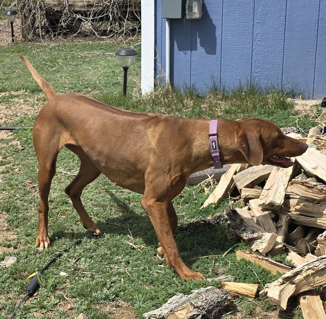 Rhodesian Ridgeback Liver Nose Puppies breeder image 22