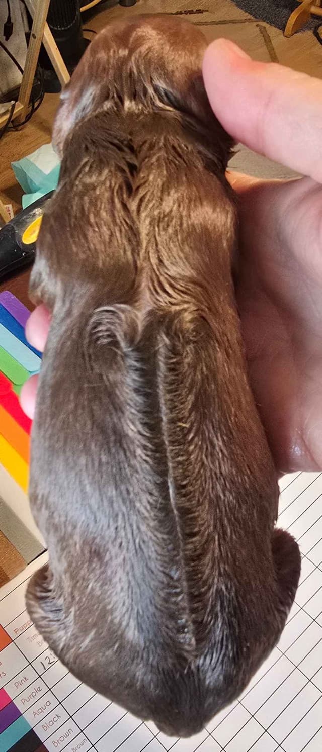 Rhodesian Ridgeback Liver Nose Puppies media 2