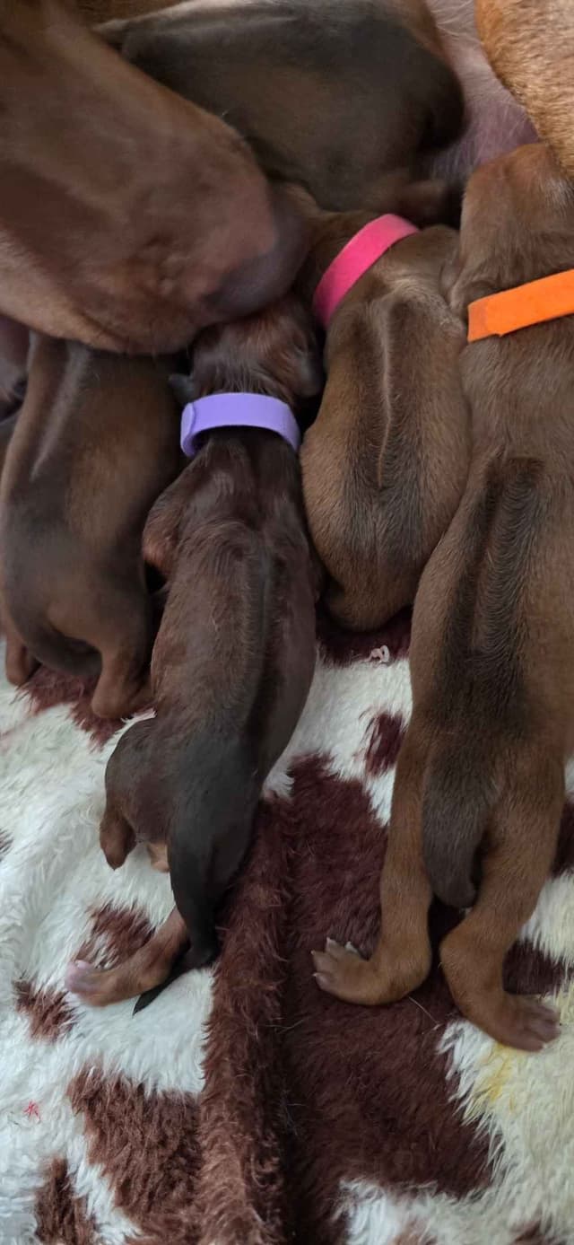 Rhodesian Ridgeback Liver Nose Puppies media 3