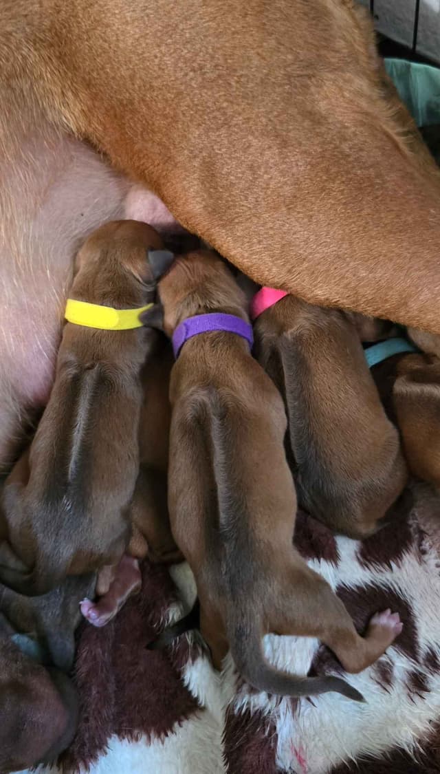 Rhodesian Ridgeback Liver Nose Puppies media 5