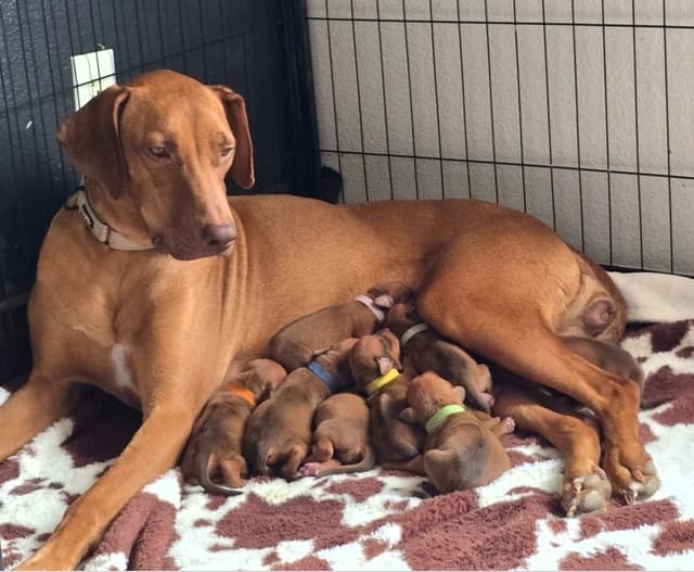 Rhodesian Ridgeback Liver Nose Puppies media 6