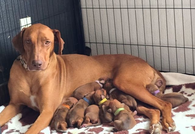 Rhodesian Ridgeback Liver Nose Puppies media 7