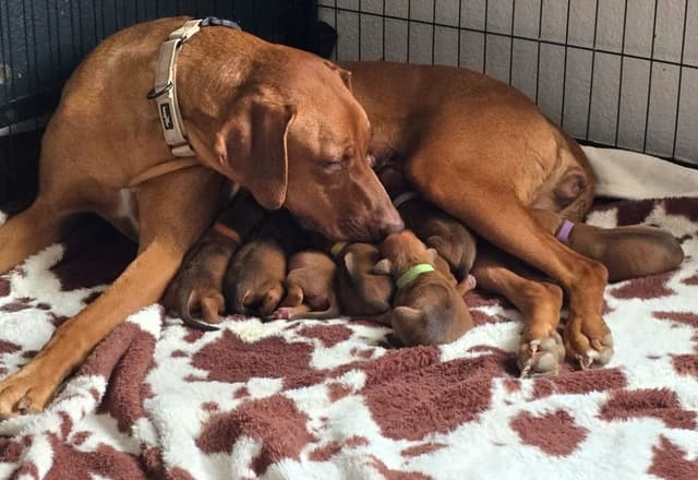 Rhodesian Ridgeback Liver Nose Puppies media 8