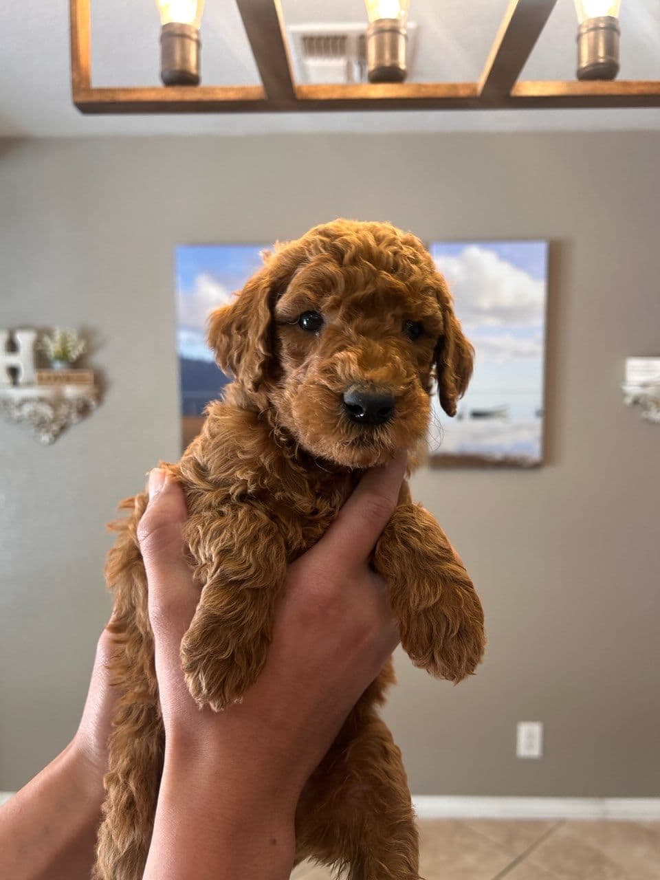 Poodle Puppies breeder image 1